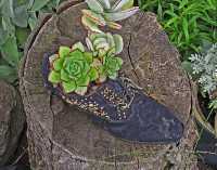 SHOE BLUES VII