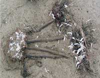 DRY SEAWEEDS I