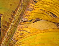 FALL COLORS I