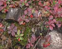 FALL COLORS XVI