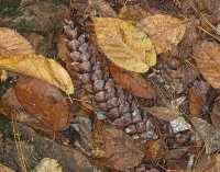 FALL COLORS XVIII