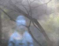 ZENSCAPES