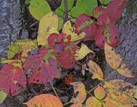 FALL COLORS IX