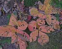 FALL COLORS V