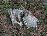 DEERHEAD