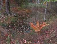 FALL COLORS X