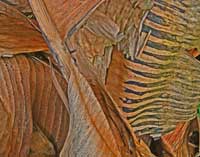 FALL COLORS IX