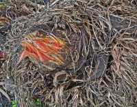 WILTING V