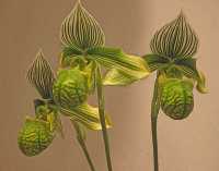 WILTING VII