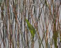 REEDS III