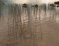REEDS I
