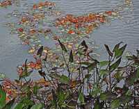 WATER AND FALLEN LEAVES II