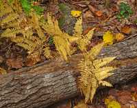 FALL COLORS XIX