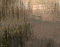 REEDS II