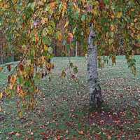 FALL COLORS V