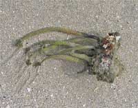ENTWINED I