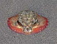 SAMURAI CRAB II