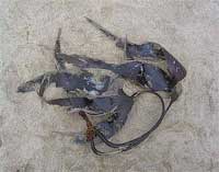 STILL LIFES ON SAND