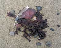 FEATHERED CRAB SHELL