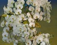 BLOOMS IX