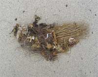 TIDAL BOUQUET I