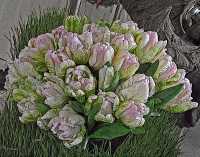 BLOOMS II