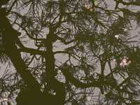 REFLECTION AND CHERRY BLOSSOMS
