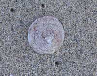SINGLE SHELL FACE DOWN