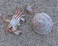 ZEN SAND GARDEN WITH A CRAB