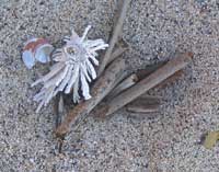 ZEN SAND GARDEN WITH A BROKEN SHELL