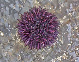 PURPLE URCHIN
