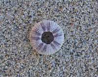PURPLE URCHIN SHELL