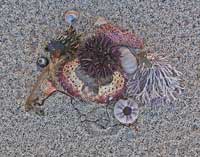 SEASIDE GEMS I
