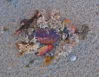 SEASIDE GEMS II