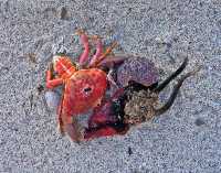 STILL LIFE WITH CRAB AND URCHIN