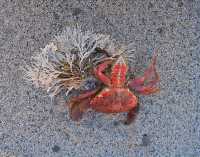 STILL LIFE WITH CRAB AND CORAL