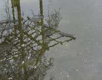 POND AND RAIN