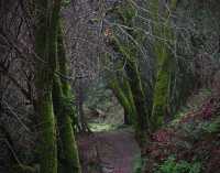 INTO THE WOODS I