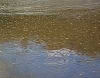 SANDSCAPES II