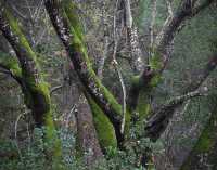 WOODS IX