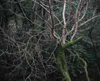 INTO THE WOODS II