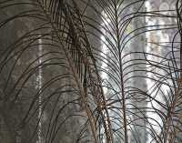 LIGHT AND FEATHERS