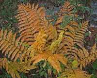 FALL COLORS XVII