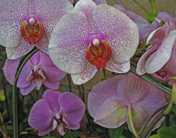 ORCHIDS XIV