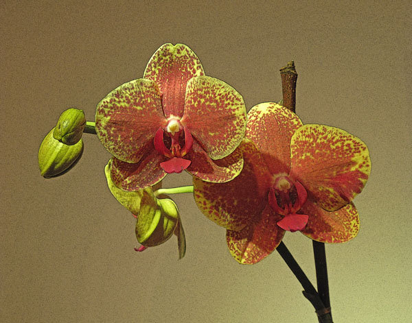 ORCHIDS X