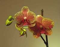 ORCHIDS X