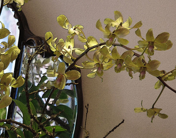 ORCHIDS V