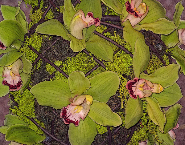 ORCHIDS XIII