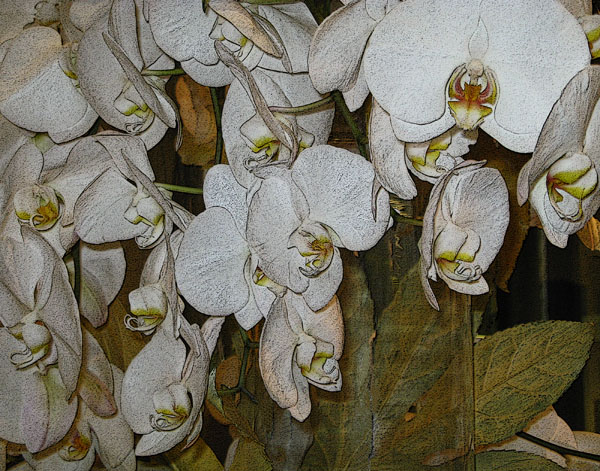 ORCHIDS I