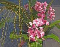 ORCHIDS VIII